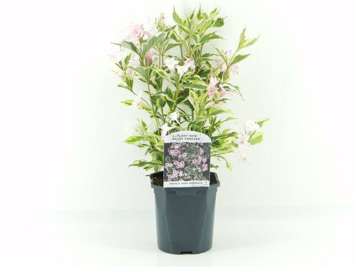 Weigela florida 'Variegata' - C2